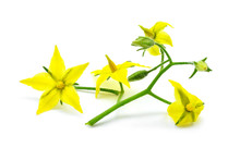 Yellow Flower (tomato) Isolated On Whtie Background