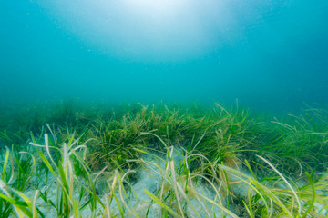 Wall Mural - Eelgrass Bed