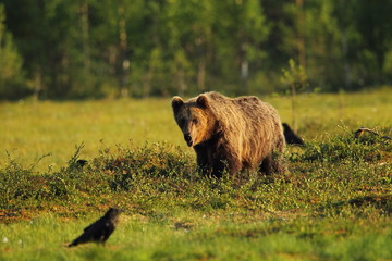 animal