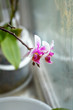   dwarfish violet orchid at a window in rainy day