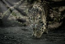 Clouded Leopard Is Walking Towards From The Shadows To The Light/big Cat Male From A Darkness/zoo In Czech Republic/neofelis Nebulosa/vey Rare Creature