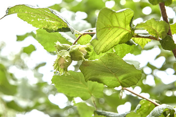 Green hazelnuts and tree leafs in summer garden