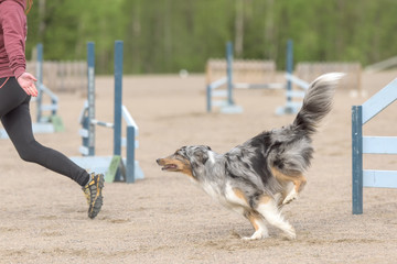 Shetland sheepdog follows the handler on the agility course