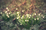 Fototapeta Dmuchawce - Snowflake flowers in a garden