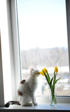 White Fluffy Cat And Bouquet Of Flowers Yellow Tulips In A Glass Vase On A Windowsill