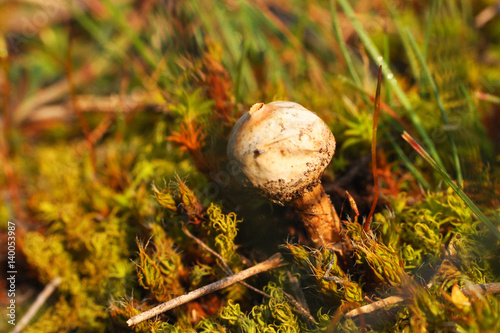 Fotografie, Obraz Small puffball mushroom Tulostoma commonly known as stalkballs