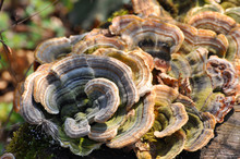 Trametes Bracket Fungus On Dead Trunk, Healthy Mushrooms On Tree
