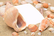 White page and sea shells
