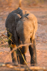 Canvas Print - elephants eating grass in the kruger national park