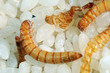 Flour worms. Rice infected flour worms