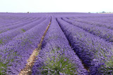 Provence