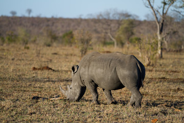 Wall Mural - rhinos walking in the plains of the kruger national park