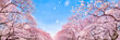 Kirschblüte Panorama im Frühling