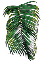 Vector Illustration Of A Tropical Palm Leaf. Nature, Tree, Aloha Colors.