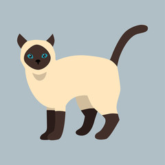 Wall Mural - Cat breed siamese cute pet white black fluffy young adorable cartoon animal and pretty fun play feline sitting mammal domestic kitty vector illustration.