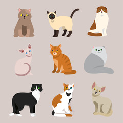  Cat breed cute pet portrait fluffy young adorable cartoon animal and pretty fun play feline sitting mammal domestic kitty vector illustration.