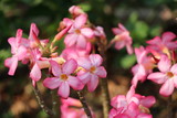 Fototapeta Storczyk - Desert rose pink color in the garden