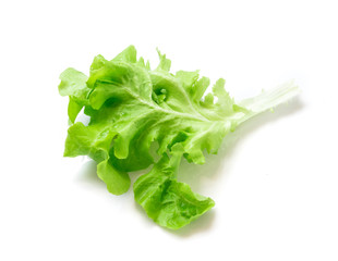 Fresh green and purple lettuce salad leaf vegetable on white background