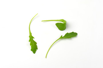 Canvas Print - fresh arugula leaves