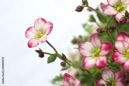 Closeup Of White Mossy Saxifrage Flowers With Pink Tips Isolated On Closeup Of White Mossy Saxifrage Flowers With Pink Tips Isolated On