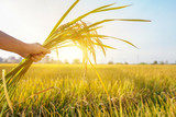 Chinese rural area, mature rice