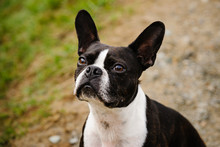 Boston Terrier Dog Portrait
