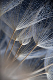 Fototapeta Dmuchawce - Abstract macro photo of plant seeds