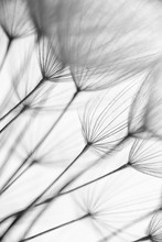 Abstract Macro Photo Of Plant Seeds. Black And White