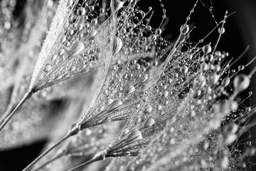 Abstract macro photo of plant seeds. Black and white