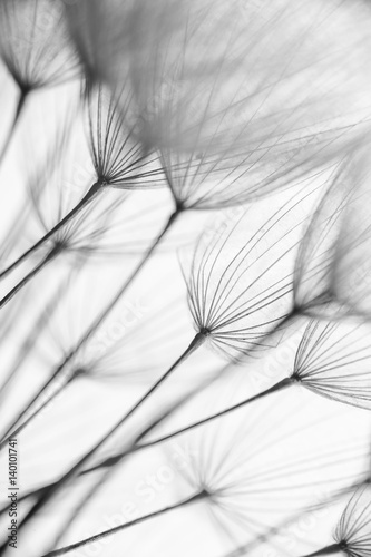Fototeppich - Abstract macro photo of plant seeds. Black and white (von hoboton)