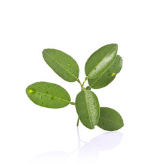 Wall Mural - Green leaf of lemon tree on small branch. Studio shot isolated on white