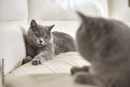 British Short Hair Cats Are Mating Buy This Stock Photo And
