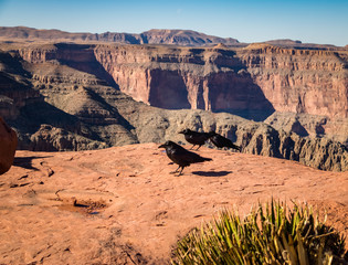 Sticker - Black Ravens at Grand Canyon West Rim - Arizona, USA