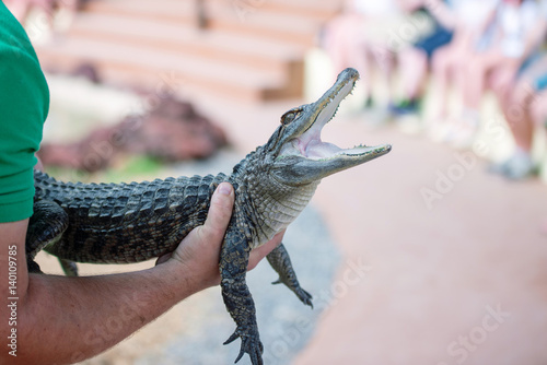 Bebe Crocodile En Gros Plan Stock Photo Adobe Stock Bebe Crocodile En Gros Plan Stock Photo Adobe Stock