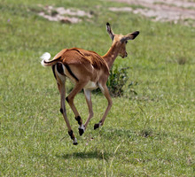 Running Antelope Impala On The Masai Mara - Kenya