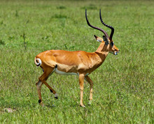Antelope On The Masai Mara - Kenya