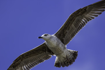 Wall Mural - Juvenile seagull close-up in flight