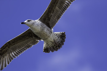 Wall Mural - Juvenile seagull flying overhead close-up