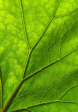Detail Of The Texture And Pattern Of A Fig Leaf Plant, The Veins Form Similar Structure To An Inverted Green Tree