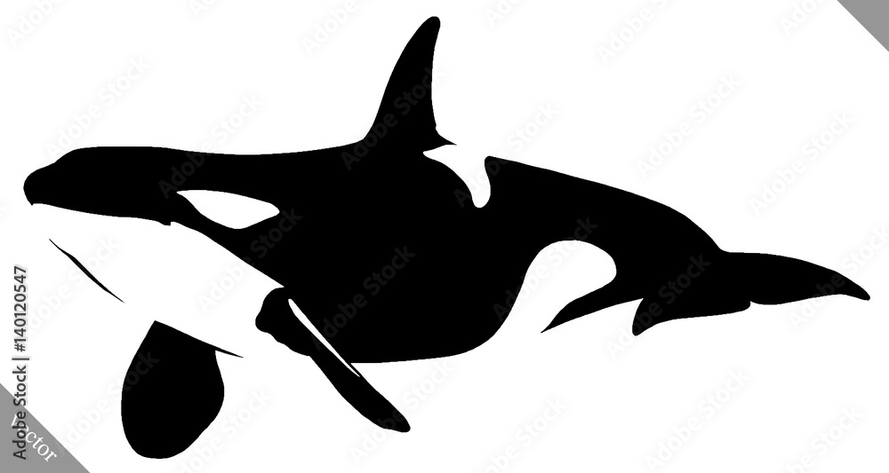 black and white linear paint draw killer whale illustration Stock ...