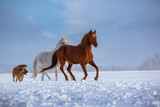 Fototapeta Konie - Red and white horses and red dog run on snow on blue sky background
