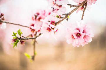 Wall Mural - Spring blossom orchard. Abstract blurred background.