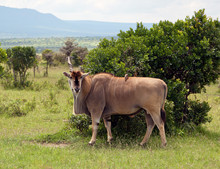 Unicornuate Antelope On The Masai Mara - Kenya
