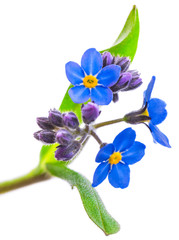 Wall Mural - forget-me-not flowers isolated on white background 1:1 macro lens shots