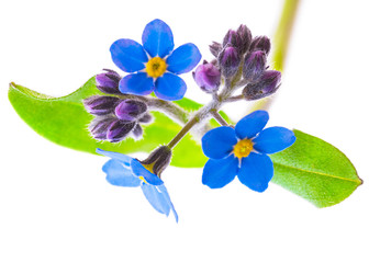 Wall Mural - forget-me-not flowers isolated on white background 1:1 macro lens shots