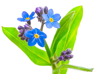 Wall Mural - forget-me-not flowers isolated on white background 1:1 macro lens shots