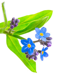 Wall Mural - forget-me-not flowers isolated on white background 1:1 macro lens shots