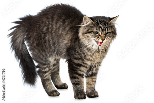 Katze Macht Buckel Und Läuft Seitlich Fauchende Katze macht Katzenbuckel Stock-Foto | Adobe Stock