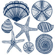 vector hand-drawn maritime set - shells urchin starfishes