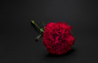 Beautiful, fresh carnation flower on black background